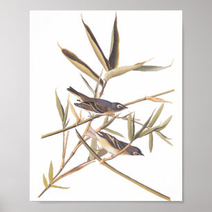 Audubons Einsamer Vireo Fliegenschnäpper Vögel auf Poster