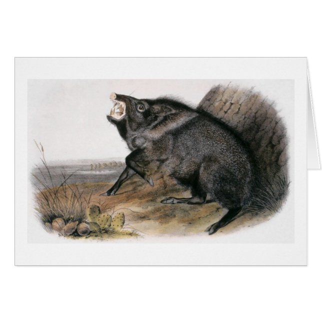 Audubons ergatterter Peccary (Vorderseite (Horizontal))