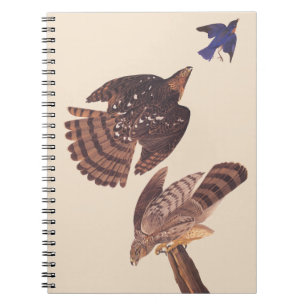 Audubons Fassbinder-Falke-Raubvogel Notizblock