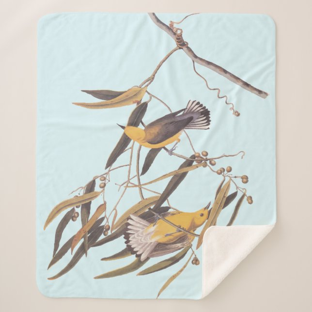 Audubons Gelber Prothonotar Warbler Bird Sherpadecke (Vorderseite)