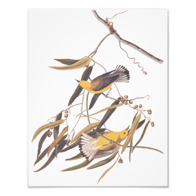 Audubons gelbes Prothonotar Warbler Vintage Kunst Fotodruck (Vorne)