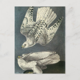 Audubons Gerfalke Postkarte