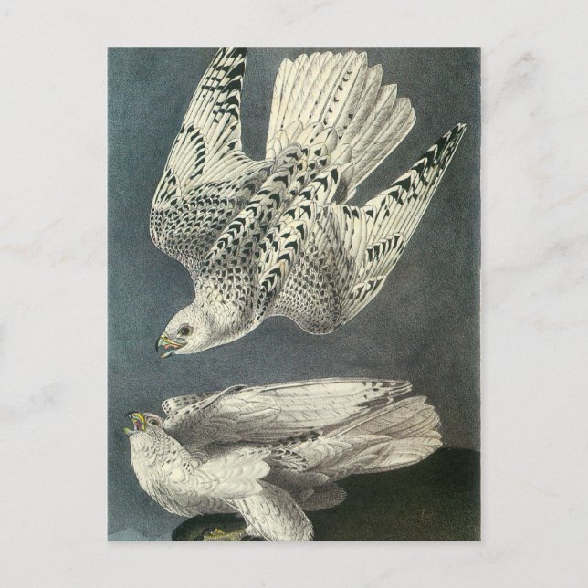 Audubons Gerfalke Postkarte (Vorderseite)