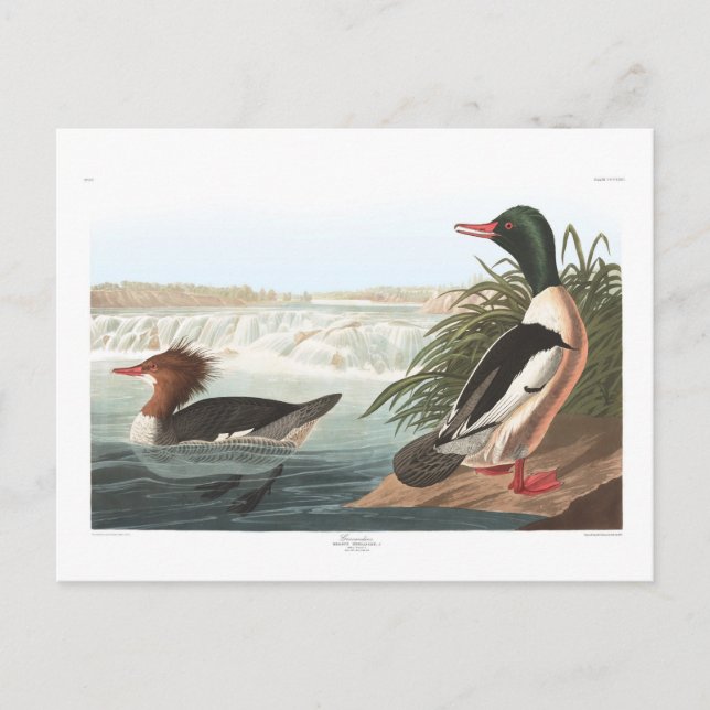 Audubons Goosander Postkarte (Vorderseite)
