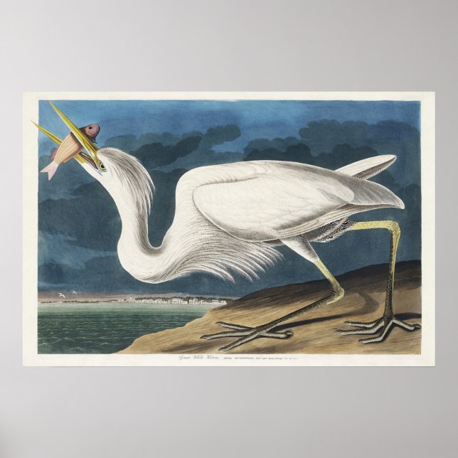 Audubons großartiges Wildtier Poster (Vorne)