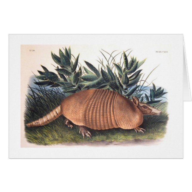 Audubons Gürteltier (Vorderseite (Horizontal))