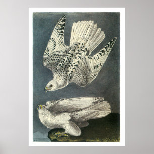 Audubons Gyrfalcon Poster