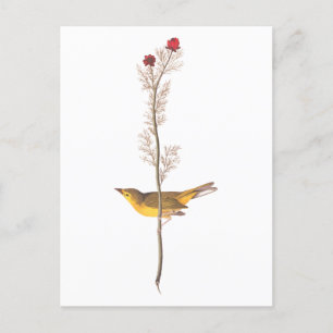 Audubons Hooded Warbler Bird auf der Roten Blume Postkarte