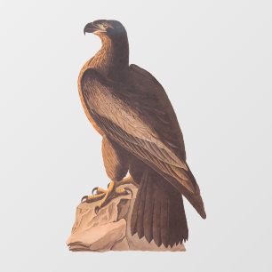 Audubons junger Adler am Braunen Felsen Fensteraufkleber