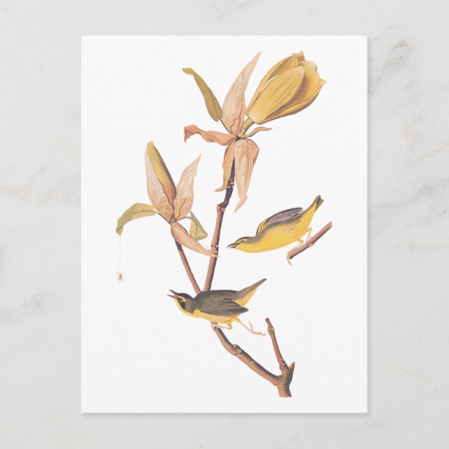 Audubons Kentucky-Warbler-Vogelparadies mit einer  Postkarte (Vorderseite)