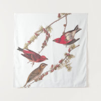 Audubons Lila Finch Drei Rote Vögel im Winter