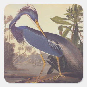 Audubon's Louisiana Heron oder Trikolore Heron Quadratischer Aufkleber