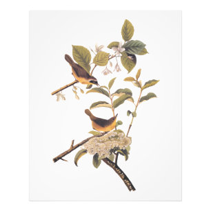 Audubon's Maryland Yellowthroat Vögel mit Blume Fotodruck