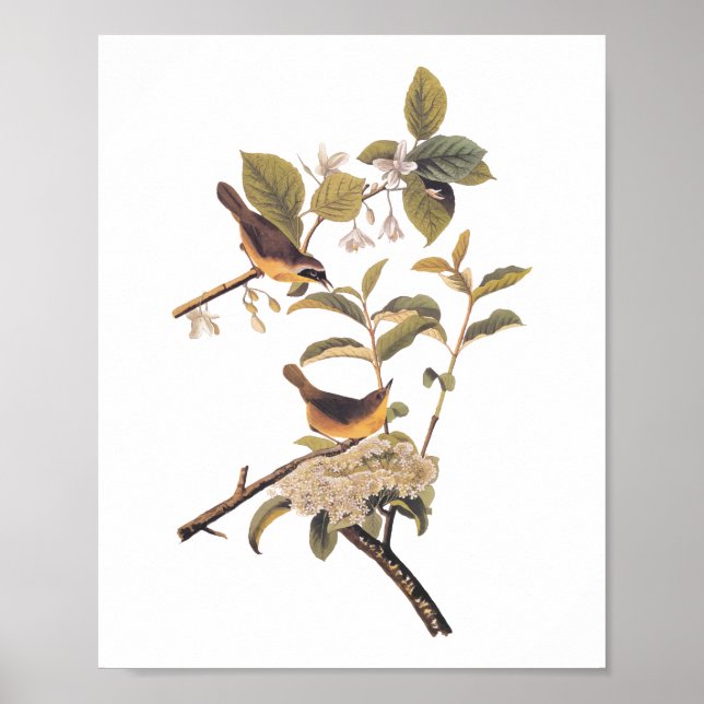 Audubon's Maryland Yellowthroat Vögel mit Blume Poster (Vorne)