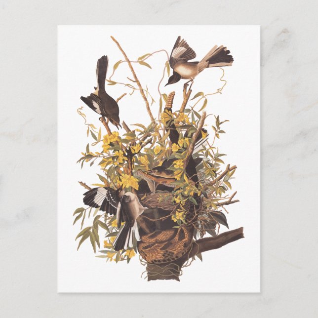 Audubons Morgenvögel gegen Rattlesnake Postkarte (Vorderseite)