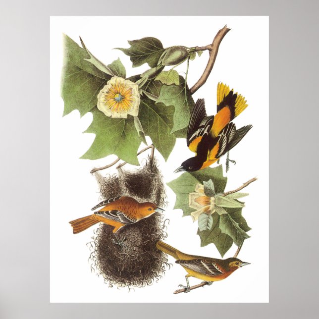 Audubons nördliche Oriole Poster (Vorne)