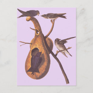 Audubons Purpurwaldsänger Postkarte