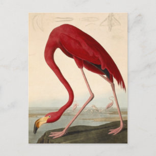 Audubons rote Flamingo-Postkarte Postkarte