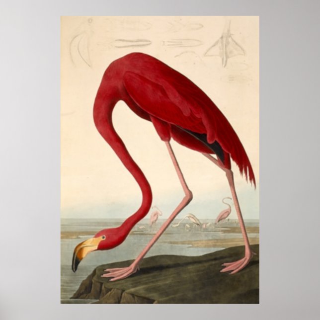 Audubons rotes Flamingo-Poster Poster (Vorne)