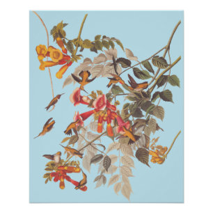 Audubon's Ruby Throated Hummingbirds and Blume Poster