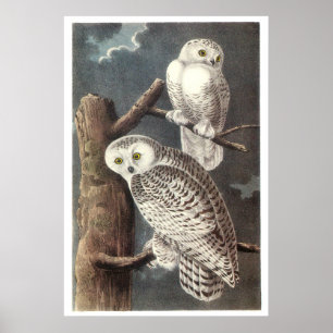 Audubon's Snowy Owl Poster