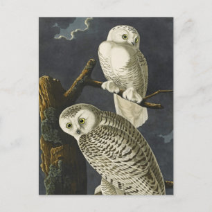 Audubon's Snowy Owls Postkarte