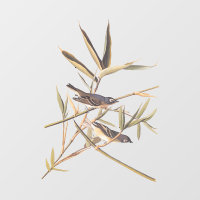 Audubons Solitary Vireo Flycatcher Birds on Cane