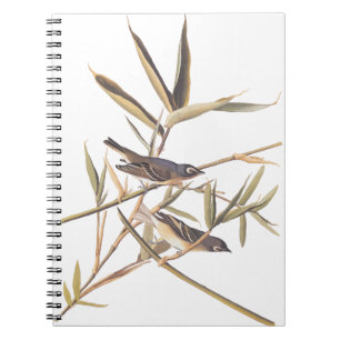 Audubons Solitary Vireo Flycatcher Birds on Cane Notizblock