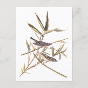 Audubons Solitary Vireo Flycatcher Birds on Cane Postkarte