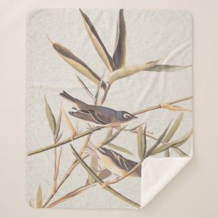 Audubons Solitary Vireo Flycatcher Birds on Cane Sherpadecke