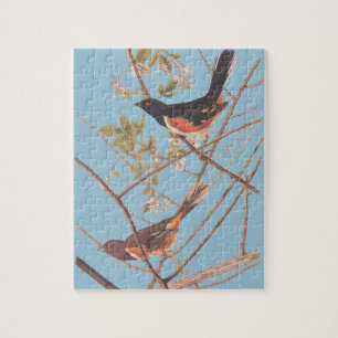 Audubon's Towee Bunting Puzzle