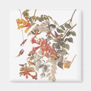 Audubons tropische Ruby-Throated Hummingbirds Magnet