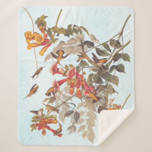 Audubons tropische Ruby-Throated Hummingbirds Sherpadecke