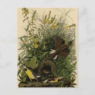 Audubons Vögel in Amerika Postkarte