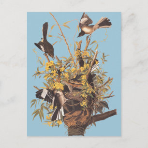 Audubons Vogel Postkarte