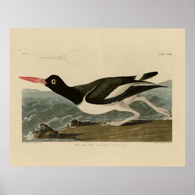 Audubons Vögel von Amerika Poster (Vorne)