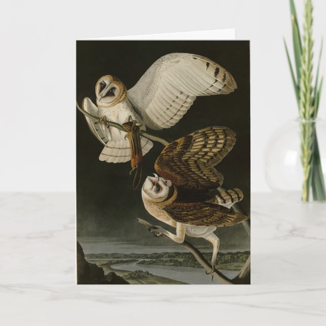 Audubons Vögel von Amerika (Tyto alba) Karte (Vorderseite)