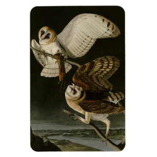 Audubons Vögel von Amerika (Tyto alba) Magnet