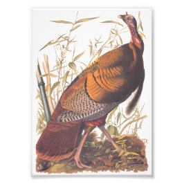 Audubons Vögel von Amerika Wild Türkei Herbstvogel Fotodruck