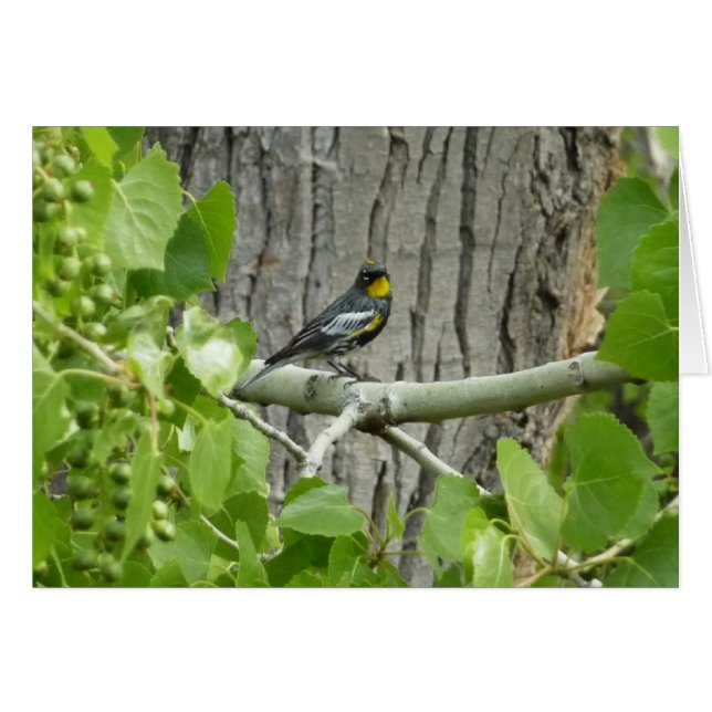 Audubons Warbler-Naturfotografie (Vorderseite (Horizontal))
