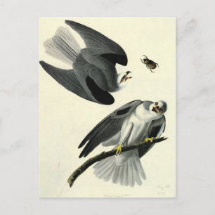 Audubons Weißschwanzweih Postkarte