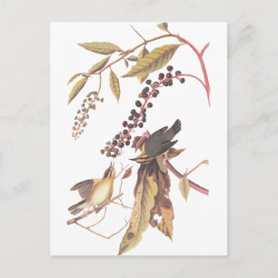 Audubon's Wurm Eating Warbler Postkarte