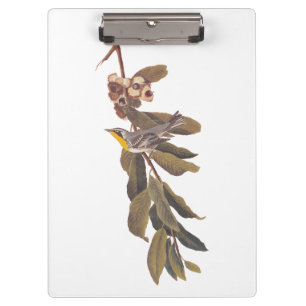 Audubons Yellowthroat-Warbler-Vogel auf Baumzweig Klemmbrett