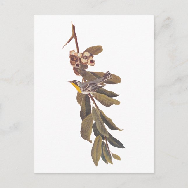 Audubons Yellowthroat-Warbler-Vogel auf Baumzweig Postkarte (Vorderseite)