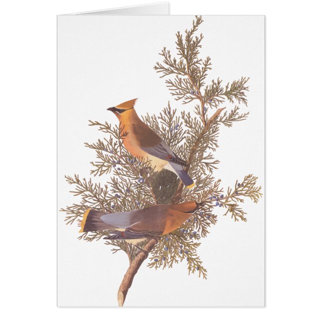 Audubons Zeder-Waxwing-Vogelparade auf dem Evergre (Vorne)