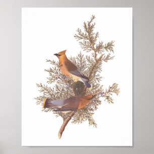 Audubons Zeder-Waxwing-Vogelparade auf dem Evergre Poster