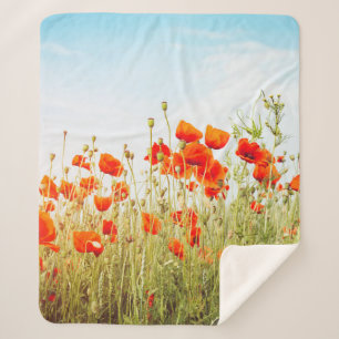 Auf dem Feld nahe Pappchen. Wilde Blume im Frühlin Sherpadecke