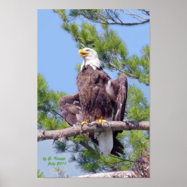 Auf dem höchsten Kiefernholz - Poster oder Druck (Vorne)