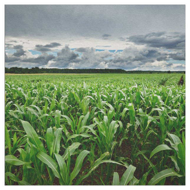 Auf dem Mais-Gebiet Stoff (Muster)