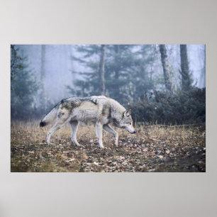 Auf dem Prowl Timber Wolf Poster